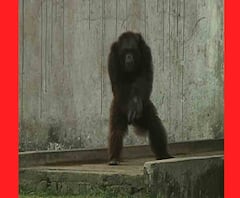 আলিপুর চিড়িয়াখানার ৩৬ বছরের শিম্পাঞ্জী বাবুকে দত্তক নিলেন নাট্যবাক্তিত্ব সোহিনী সেনগুপ্ত ও সপ্তর্ষি মৌলিক