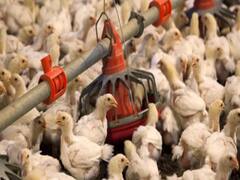 Bird Flu के कारण दिल्ली में मुर्गे के आयात पर लगी रोक हटी, गाजीपुर मुर्गा मंडी भी खोलने के आदेश