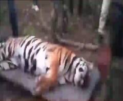 Tiger: মধ্যপ্রদেশের কানহায় চোরাশিকারিদের তারের ফাঁদে বাঘিনির মৃত্যু, শোকজ দুই আধিকারিক 