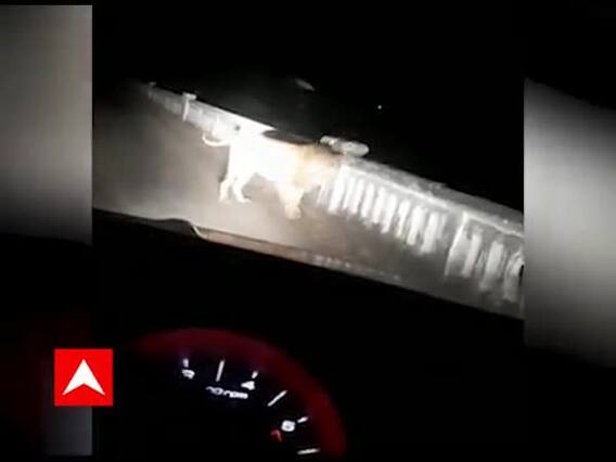 ભાવનગર: તળાજા નજીક શેત્રુંજી નદીના પુલ પર સિંહ દેખાતા સ્થાનિકોમાં ફફડાટ