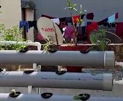 Garden On Terrace | टेरेस फार्मिंग! सेंद्रीय पद्धतीनं घराच्या छतावरच पिकवला भाजीपाला