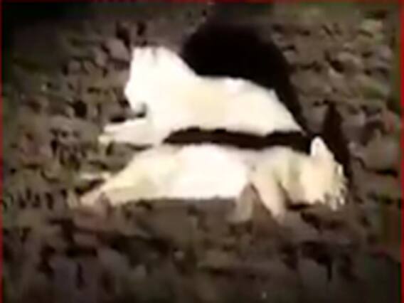 રાજકોટમાંથી વન વિભાગની ટીમે ત્રણ સિંહને પાંજરે પૂર્યા, જુઓ વીડિયો