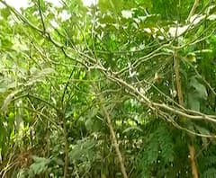 Tree Plantation in Mumbai | मुंबईत 1 लाख 62 हजार 398 झाडांची लागवड