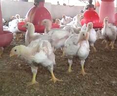 Rural News | बुलढाण्यात बर्ड फ्लूचा शिरकाव | माझं गाव माझा जिल्हा | 27 जानेवारी 2021