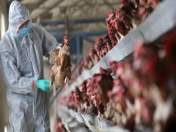 देश के कई राज्यों में फैला Bird Flu, हजारों पक्षियों की मौत