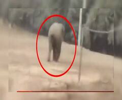 Elephant Attack: চন্দ্রকোণায় দলছুট দাঁতাল হাতির তাণ্ডবে মৃত ১, আহত ১