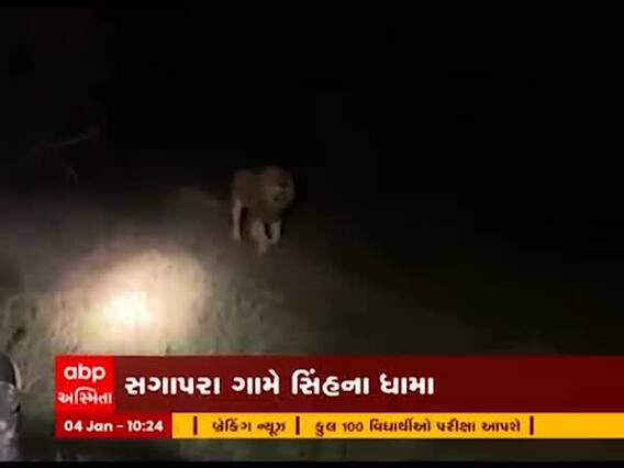 ભાવનગરના પાલિતાણાના સગાપરા ગામે સિંહે ધામા નાખ્યા, જુઓ વીડિયો