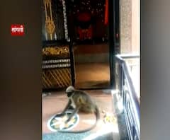 Special Report | सांगलीतील हनुमान मंदिरात वानराने मारुतीरायाला दंडवत घालत सोडले प्राण | Sangli