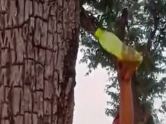 MP : छिंदवाड़ा में पेड़ से बारिश के टपकते पानी ने फैलाया भ्रम, लोगों ने समझा प्रसाद