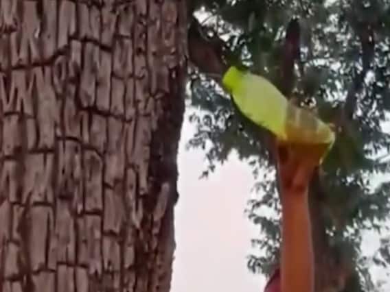 MP : छिंदवाड़ा में पेड़ से बारिश के टपकते पानी ने फैलाया भ्रम, लोगों ने समझा प्रसाद