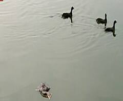 Kolhapur Duck Death | चिप्स, तळलेले पदार्थ पक्ष्यांना धोकादायक, रंकाळ्यातील बदकांचा मृत्यू