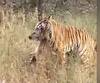 Nagpur Pench Tiger Reserve | पेंच अभयारण्यातील शिकारीचा थरारक व्हिडीओ