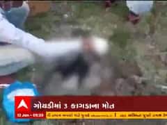 બર્ડ ફ્લૂની દહેશત વચ્ચે નવસારીના ચીખલીમાં વધુ ત્રણ કાગડાના શંકાસ્પદ મોત