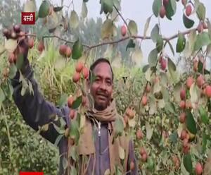 बेर की खेती से हौसले की उड़ान भर रहे कप्तानगंज के ओमप्रकाश ! | Satte Pe Satta 