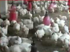 દક્ષિણ ગુજરાતમાં બર્ડ ફ્લૂની પુષ્ટી બાદ સુરત જિલ્લા પ્રશાસન એલર્ટ, જુઓ વીડિયો