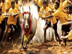 Tamil Nadu: Visuals of Jallikattu on the occasion of Pongal