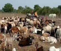 Rural News | धुळ्यात 7 ते 8 लाख किमतीच्या मेंढ्या चोरीला | माझं गाव माझा जिल्हा | 21 जानेवारी 2021