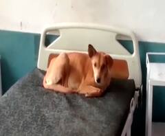 Moradabad के जिला अस्पताल पर आवारा कुत्तों का कब्ज़ा @Abp Ganga