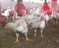 Bird Flu In Maharashtra | राज्यात बर्ड फ्लूचा शिरकाव परदेशातून?