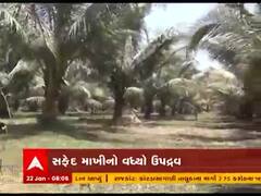 ગીર સોમનાથ અને જૂનાગઢ જિલ્લાના નાળિયેર પકવતા ખેડૂતો થયા બરબાદ