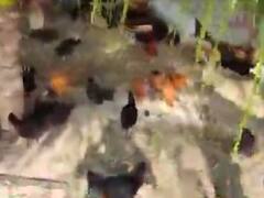 ગીર સોમનાથમાં ચાર વિદેશી કુંજ પક્ષીના શંકાસ્પદ મોત, જુઓ વીડિયો