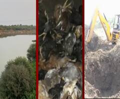 Bird Flu In Maharashtra | परभणीच्या मुरुंबा येथील कोंबड्या अद्यापही नष्ट नाहीत,बर्ड फ्लूचा धोका कायम