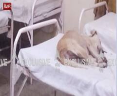 UP के इस अस्पताल में मरीज के बेड पर कुत्ते फरमा रहे हैं आराम | Bijnor| abp Ganga 