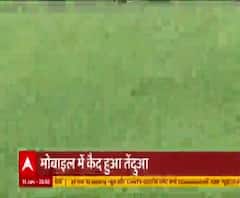 जंगल से निकल कर गांवों में टहल रहा तेंदुआ, ग्रामीणों में दहशत ! | Pradesh 360 | ABP Ganga