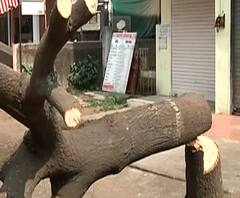 नाशिकमधील झाडांचे मारेकरी कोण? रात्रीच्या अंधारात कटर मशीनने वृक्षतोड, झाडाच्या मुळावर का उठले लोक?