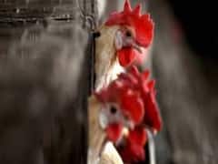 Bird Flu outbreak: Ban on selling Chicken & Eggs in North and South Delhi Restaurants