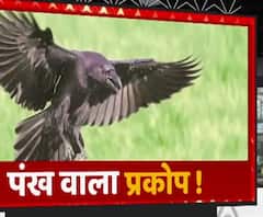 माघ मेले पर Bird Flu के खतरे का साया ! | Prayagraj | ABP Ganga 