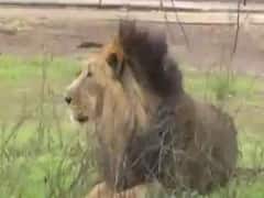 ગાંધીનગરથી નીલગાયોને ગીર જંગલમાં કેમ ખસેડાશે, જુઓ વીડિયો 