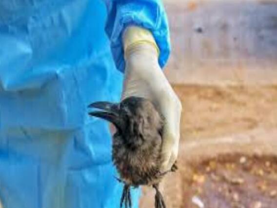 Bird Flu को लेकर Delhi में अलर्ट, सभी जिलों में Rapid Response Team बनाई गई