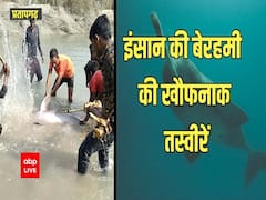 Pratapgarh: Rare Gangetic Dolphin brutally killed by villagers 