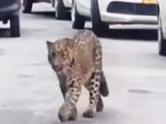 HP : Kullu में सड़क पर आया तेंदुआ, किसी पर नहीं किया हमला, Video हुआ Viral