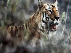 Madhya Pradesh: Herd of Tigers spotted in Kanha Tiger Reserve