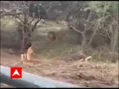 અમરેલીના બાબાપુર નજીક સિંહે પશુનું કર્યું મારણ, સ્થાનિકોમાં ફફડાટ 