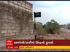 અમરેલીના ધારીના દહીંડા ગામે યુવાન પર સિંહનો હુમલો, જુઓ વીડિયો