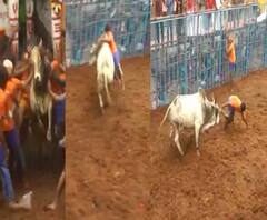 Jallikattu begins in Madurai | तामिळनाडूत ठिकठिकाणी जलीकट्टूचा थरार