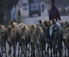 এক ডজন গল্প: গরু পাচারকাণ্ডে আইসি অশোক মিশ্রকে ফের সিবিআই নোটিস, 'বিনয় মিশ্র-ভাইপো যোগ', নন্দীগ্রামে সরব বিজেপি
