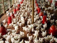 રાજ્યના વધુ એક જિલ્લામા બર્ડ ફ્લૂનો પગપેસારો, જુઓ વીડિયો