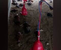 परभणीतील मुरुंबा गावात 900पेक्षा अधिक कोंबड्यांचा मृत्यू, प्रशासनाकडून गावात कोंबड्यांची विक्री बंद