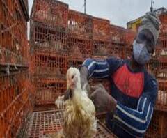 Bird Flu: ছড়াচ্ছে বার্ড ফ্লু আতঙ্ক, সব জেলাকে সতর্ক করল স্বাস্থ্য দফতর