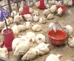 Bird Flu in Maharashtra | महाराष्ट्रातील 'या' जिल्ह्यांत बर्ड फ्लूचा संसर्ग