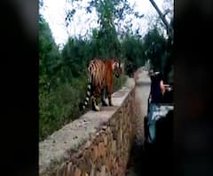 Ranthambore National Park | राजस्थानमधील रणथंबोरच्या जंगलात वाघाचा थरार, गाडीवर झेप घेण्याचा वाघाचा प्रयत्न