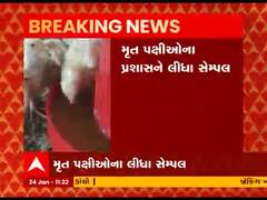 રાજકોટ શહેરમાં બે દિવસમાં આઠ પક્ષીઓના મોત, પ્રશાસને લીધા સેમ્પલ, જુઓ વીડિયો 