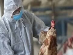 Centre prepares control room to tackle bird flu scare | Panchnama Full