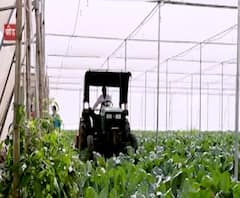 नव्या वर्षाच्या सुरुवातीलाच भाजीपाला आणि फळांचे भाव पडले,वाहतुकीचाही खर्च निघत नसल्याने शेतावर नांगर