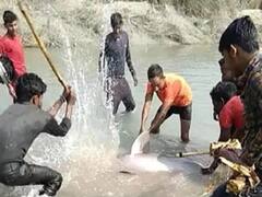 Pratapgarh में बेरहमी की हदें पार, कुल्हाड़ी-डंडों से पीटकर की Dolphin की हत्या