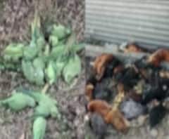 राज्यात Bird flu चा शिरकाव, परभणीच्या मुरुंबा येथील 800 कोंबड्यांचा मृत्यू बर्ड फ्लूमुळेच